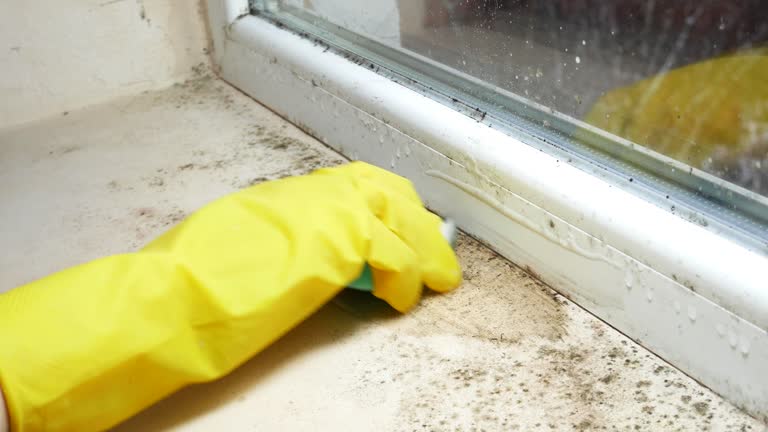 Best Black Mold Removal  in Goodman, MS